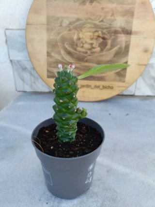 Euphorbia ritchiei #6