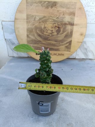 Euphorbia ritchiei #6