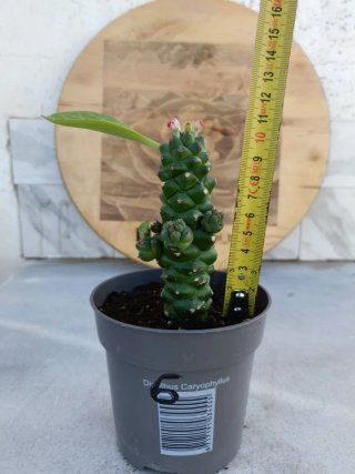 Euphorbia ritchiei #6