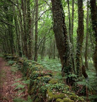 Triturado de masa forestal