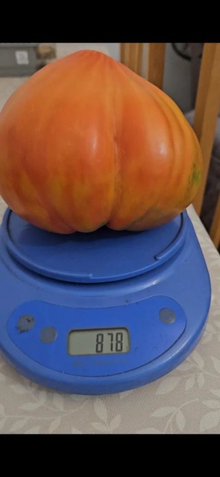 Semillas Tomate Corazón de Bou