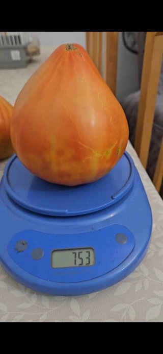 Semillas Tomate Corazón de Bou