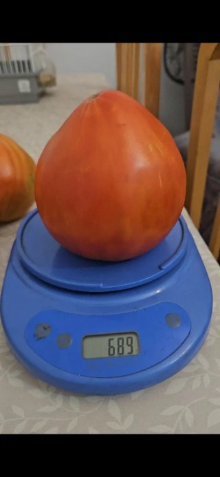 Semillas Tomate Corazón de Bou