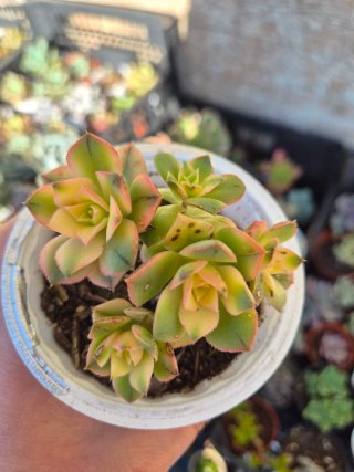 Aeonium kiwi boquê