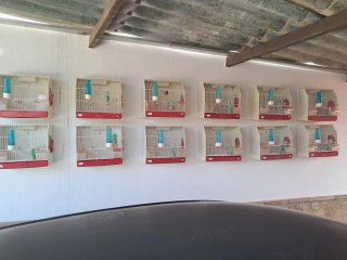 Jaulas de concurso (rojo y blanco)
