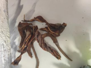 Plantas artificiales acuario más raices