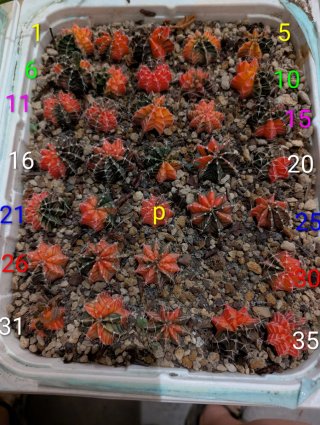 Gymnocalycium mihanovicii variegato