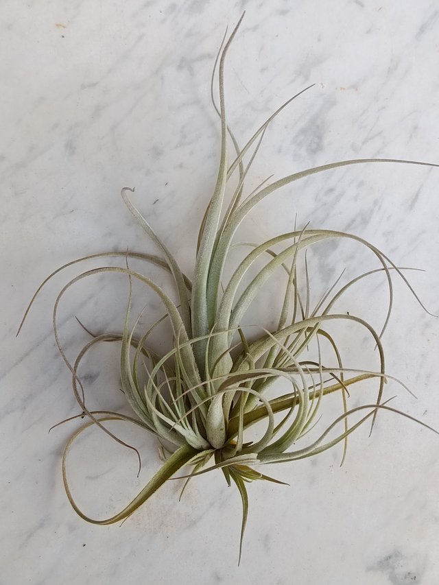 Tillandsia balsasensis clavel aire planta natural