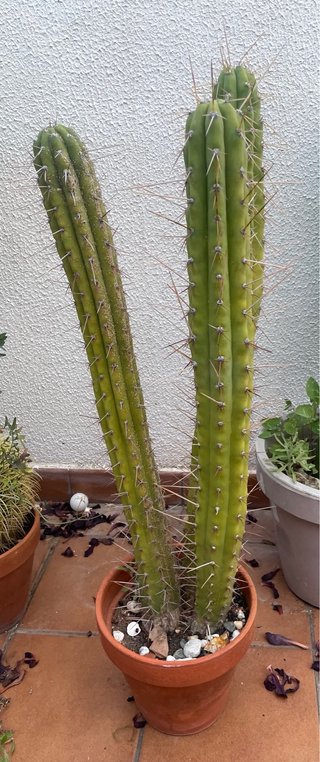 Cactus grande en maceta