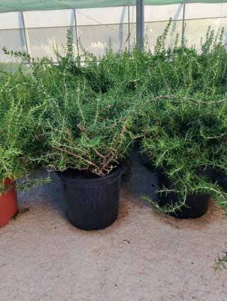 Planta de Romero Rastrero