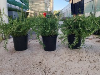 Planta de romero rastrero
