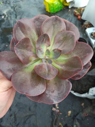 Suculentas y cactus