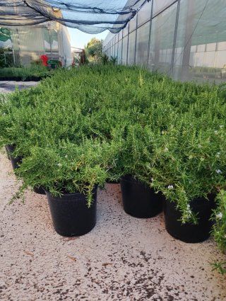 Planta de Romero Rastrero