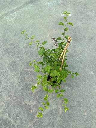 Planta de buganvilla blanca