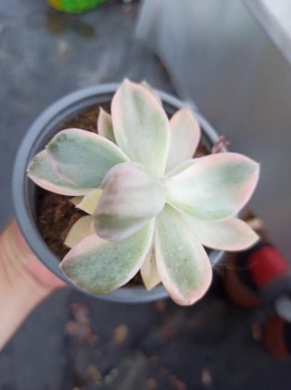 Suculentas y cactus