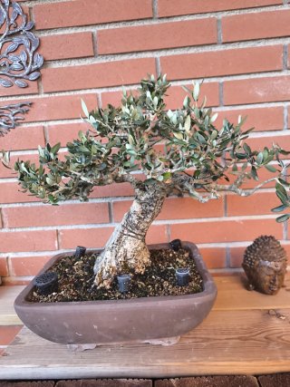 Bonsái Acebuche