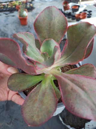 Suculentas y cactus