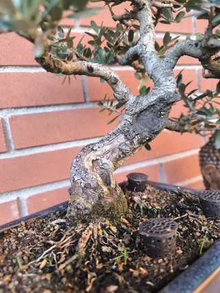 Bonsái Acebuche