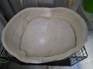 Lote ,jaula ,cama comederos,cama y mantita
