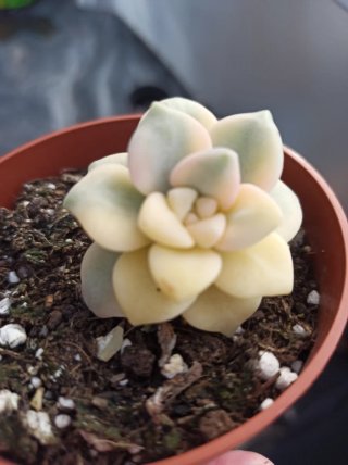 Suculentas y cactus