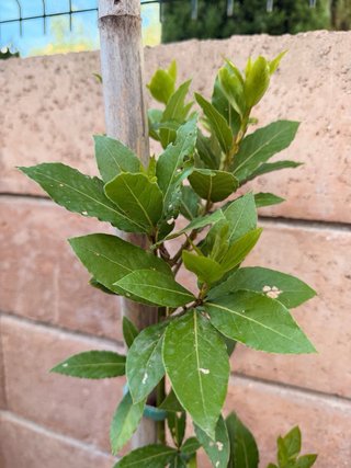 Flor de Ibiscus + Regalo Laurel