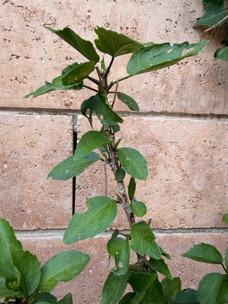 Flor de Ibiscus + Regalo Laurel