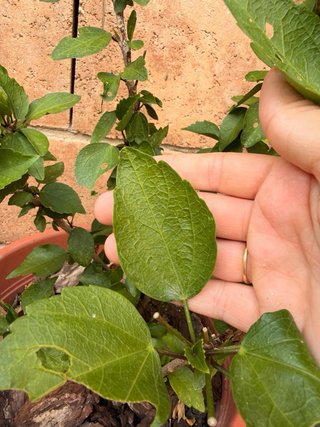 Flor de Ibiscus + Regalo Laurel
