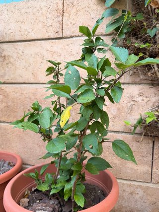 Flor de Ibiscus + Regalo Laurel