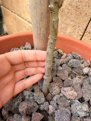 Flor de Ibiscus + Regalo Laurel
