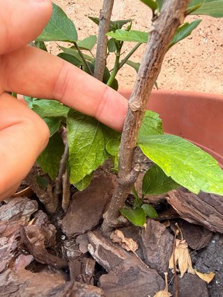 Flor de Ibiscus + Regalo Laurel