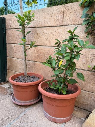 Flor de Ibiscus + Regalo Laurel