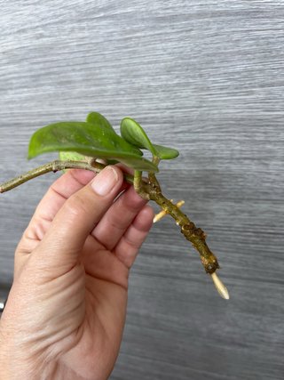 Hoya Krinkle 8
