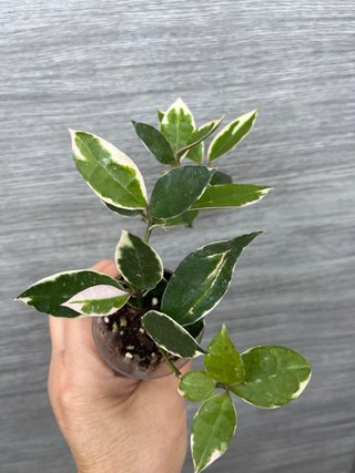 Hoya lacunosa Asami variegada