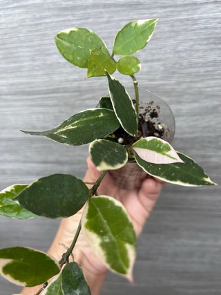 Hoya lacunosa Asami variegada