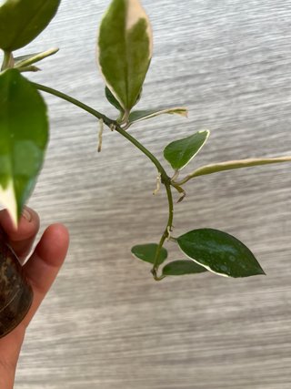 Hoya lacunosa Asami variegada