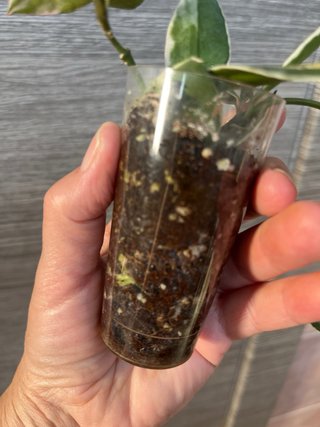 Hoya lacunosa Asami variegada