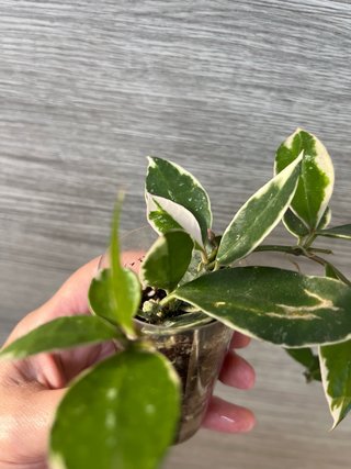 Hoya lacunosa Asami variegada