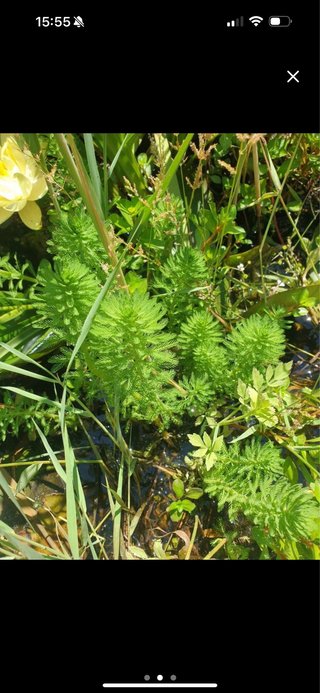 Myriophyllum brasiliensis pianta acquatica