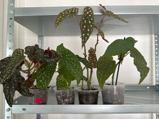 Pack 4 Plantas Begonias