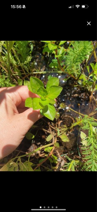 Ludwigia palustris