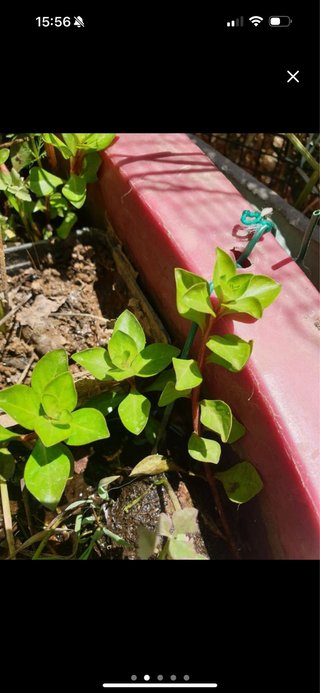 Ludwigia palustris