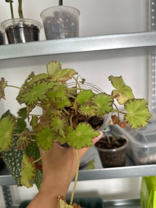 Begonia con hojas decoradas