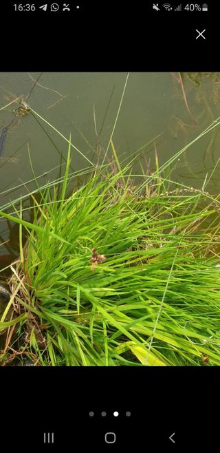Juncus ensifolius