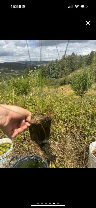 Juncus effusus in vaso