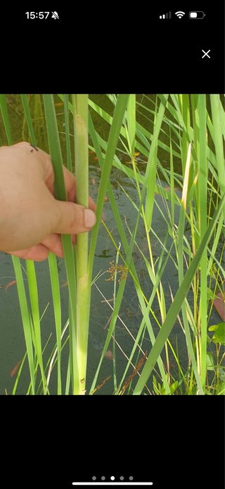 Tifa latifolia