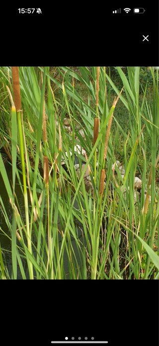 Tifa latifolia