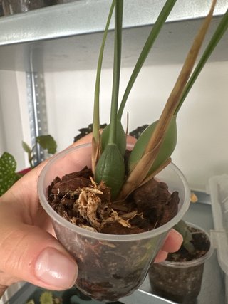 Orquídea Maxillaria (olor a coco)