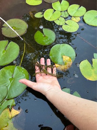 Elodea canadensis ossigenante, pianta ossigenante