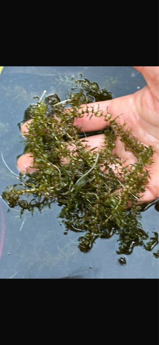 Elodea canadensis ossigenante, pianta ossigenante