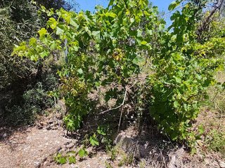 Terreno en venta en Pego